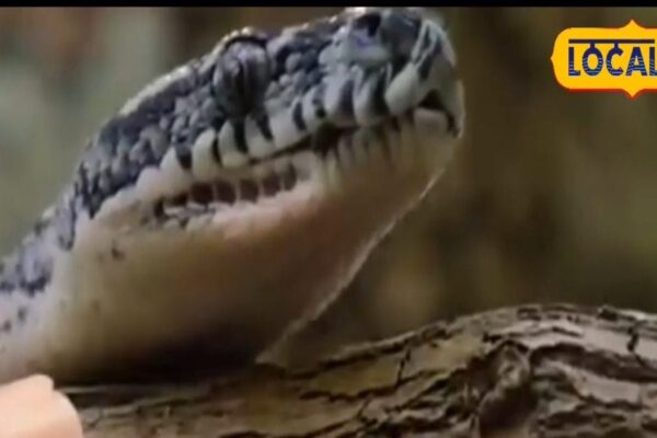 These snakes appear like snakes, mosquitoes as quickly as they chunk in summer season, know