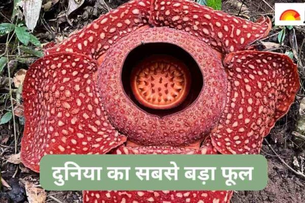 Know which is the world’s largest flower